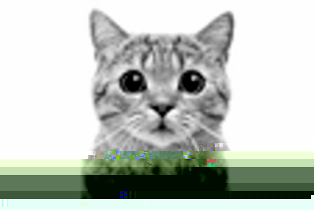 Bas 125 le DPI black-and-white cat photo example