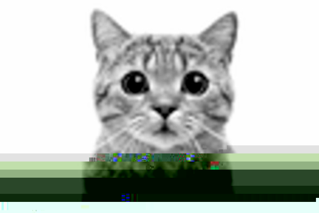 低 125 DPI black-and-white cat photo example