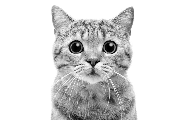 Black-and-white cat photo example