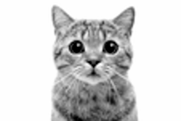 Lav 125 DPI black-and-white cat photo example